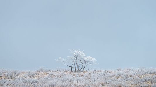 A frozen, solitary tree