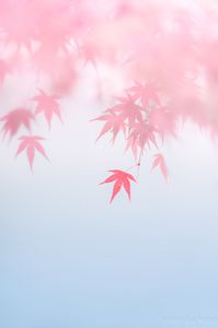 風にほどける夢❀•̩̩͙。