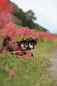 彼岸花⭐︎ロード