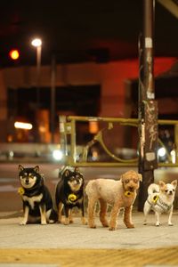 Urban Dogs