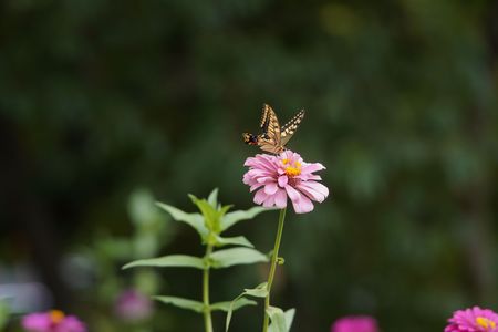 花と蝶