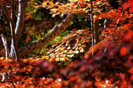 紅葉