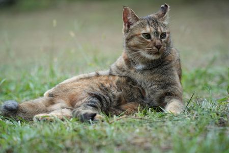 鵜戸神社の守り猫