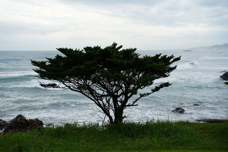 宮城県：大御神社の木