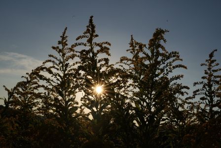 差し込む夕日