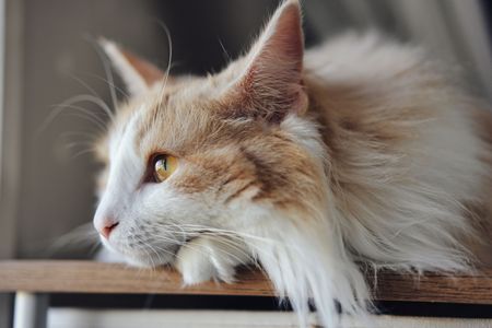 何か見えるのかな？