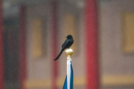 雨の中のオウチュウ