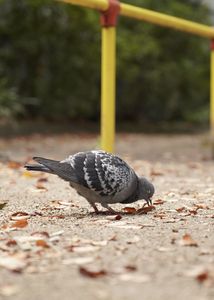 鳩にも食欲の秋