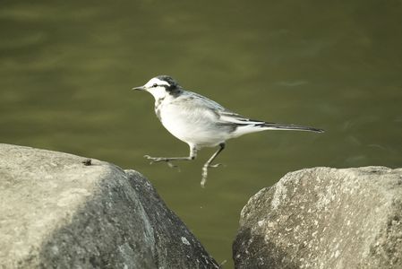 ほっぷすてっぷ