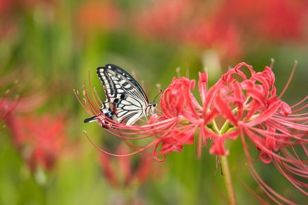 あなたがいるから