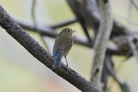 まだ残っています♪#ルリビタキ#