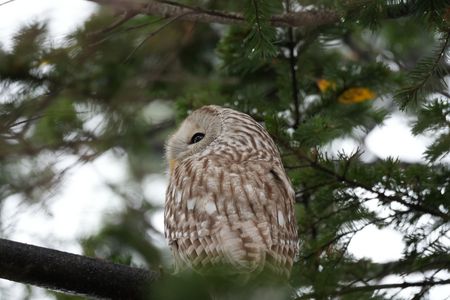 突然の出会い♫#エゾフクロウ#