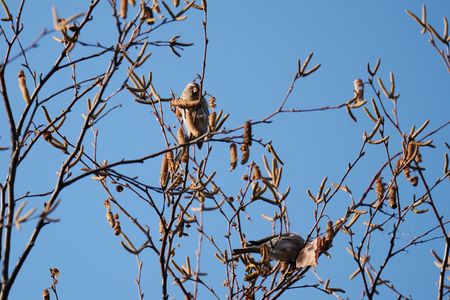 今季お初ですネ♪#ベニヒワ#