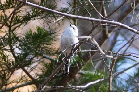 やっと近くに……#エナガ#