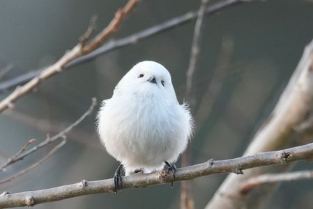 喜怒哀楽#エナガ#