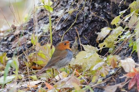 はじめまして！#コマドリ#