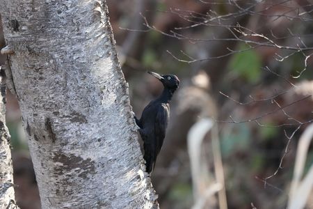 ケーン♪プルプル♫#クマゲラ#