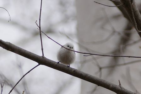 白樺と私#エナガ#