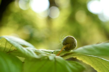 綿毛のひとやすみ