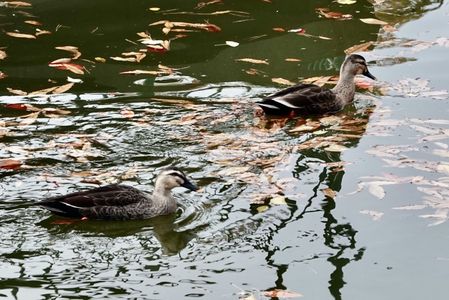 公園の風景 #9 （ゆっくり泳ぐカルガモ）