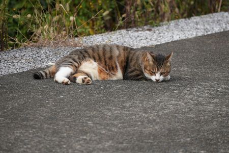 相模川で出会った猫さん