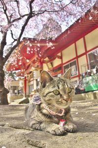 花吹雪 猫の目の見る先は
