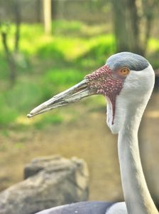 ホオカザリヅル