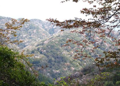 桜色の山へ　#フラワー2025#