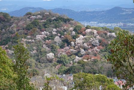 桜色の山へ2　#フラワー2025#