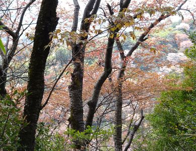 桜色の山へ3　#フラワー2025#