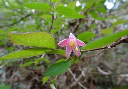 可憐　#フラワー2025#