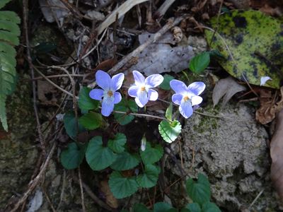 三姉妹　#フラワー2025#