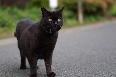 ノラネコちゃん