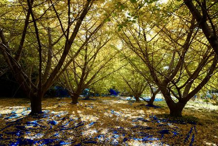 イチョウ黄葉散策
