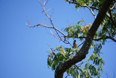 ちょこっと凉メ