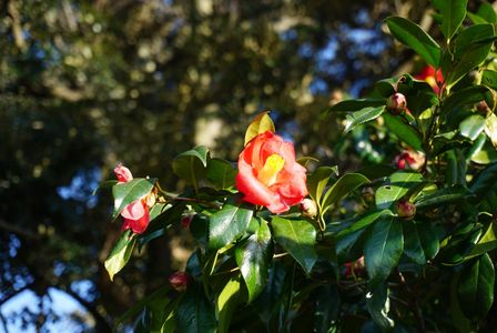 椿かと思ったら山茶花だった