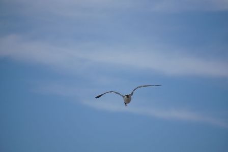 カモメが飛んだ日