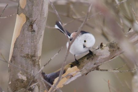 枝かぶりでも可愛い