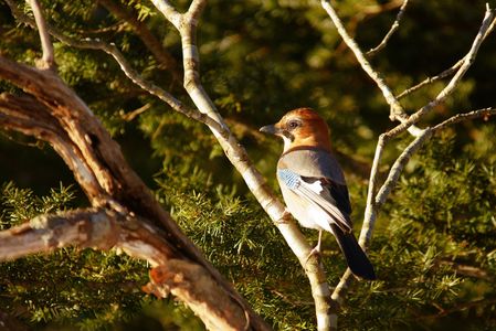 モノマネ上手さん