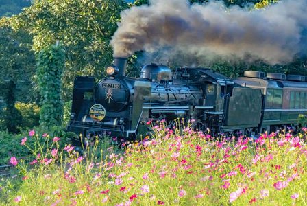 秋桜  #SLばんえつ物語