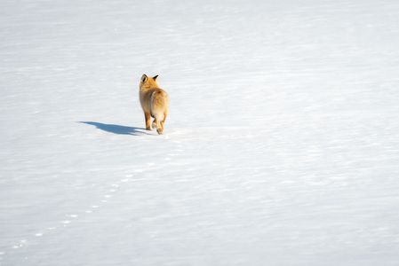 足あといちばんのり♪