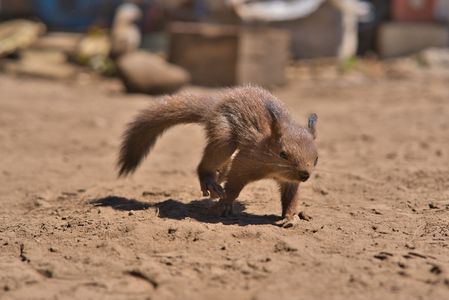 砂上の小さな冒険者