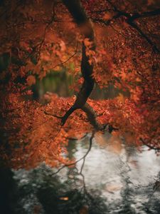 軽井沢雲場池。