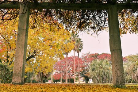 藤棚より見る公園