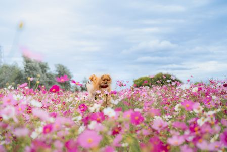 コスモスとポメラニアンとお猿