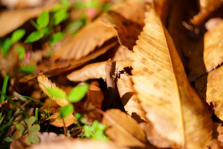 落ち葉の隙間からこんにちは