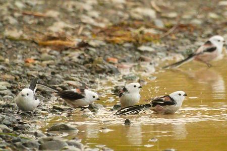 水浴びの順番待ち！