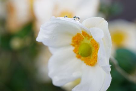 朝露とシュウメイギク
