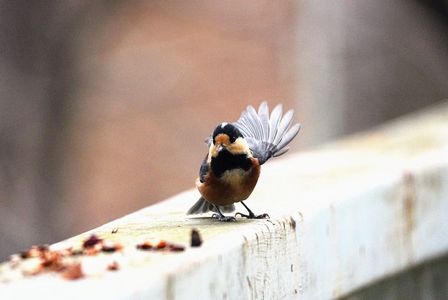 シマエナガのシマちゃん、あっちに行ったよ〜