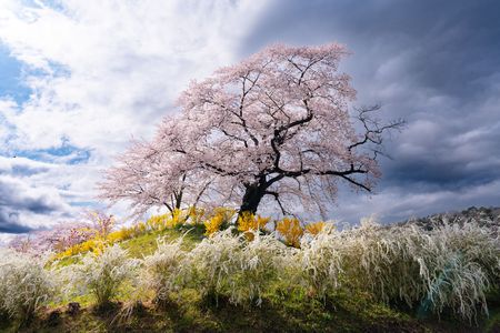 桜